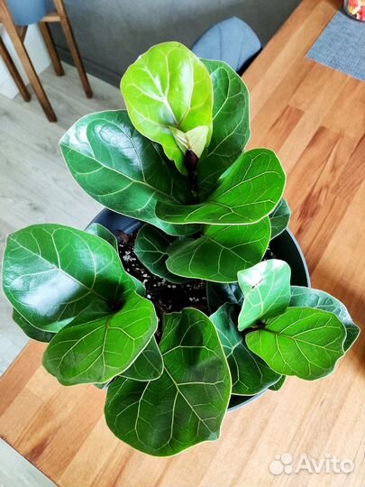 Фикус Лирата Бамбино/ Фикус Лировидный