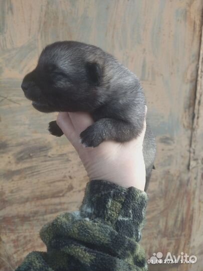 Продажа собак щенков