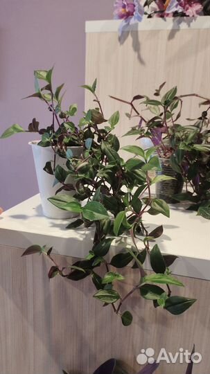 Домашние цветы,черенки