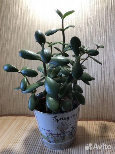 Красула толстянка, денежное дерево