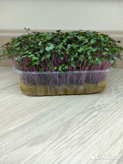 Микрозелень