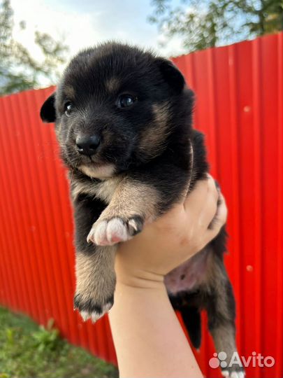 Щенки мальчики