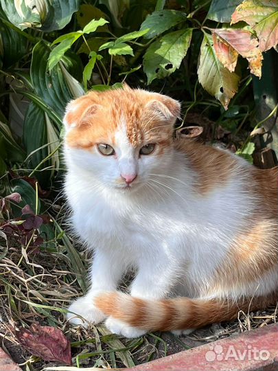 Вислоухий кот