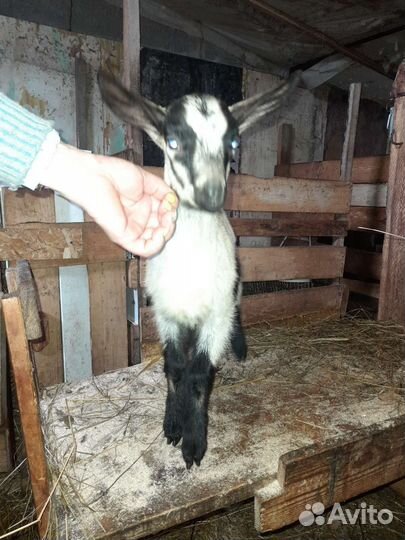 Альпийские,Камерунские,козлята помесные и другие