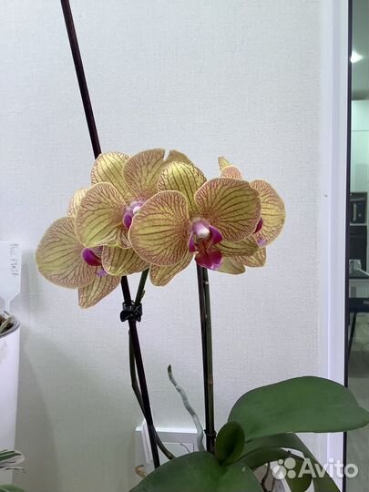 Орхидея фаленопсис