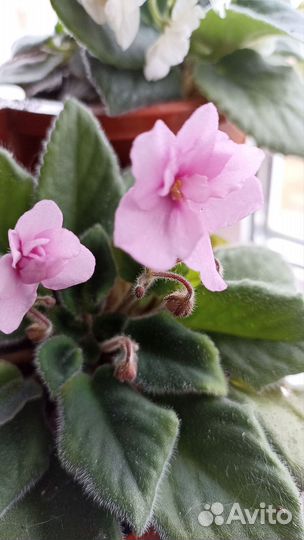 Сортовые фиалки