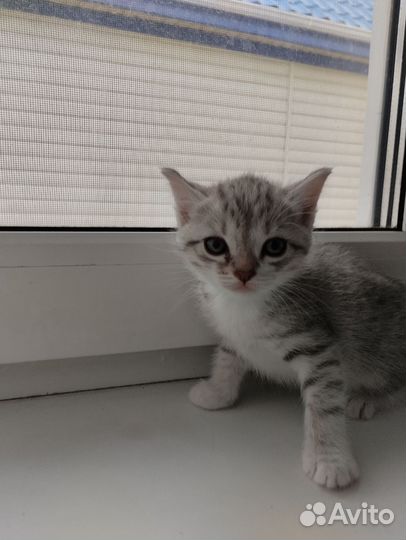 Кошка
