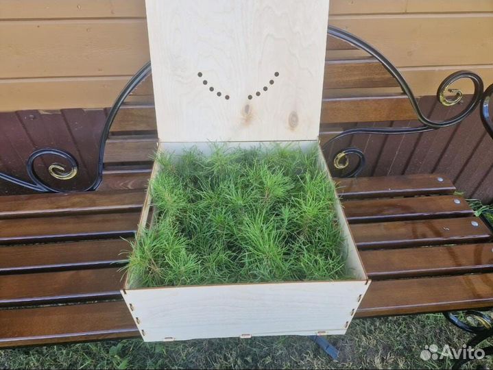 Сеянцы ели европейской окс