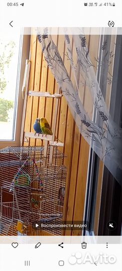 Волнистый попугай