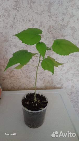 Королевская пеларгония, плюмерия, абутилон, фикус