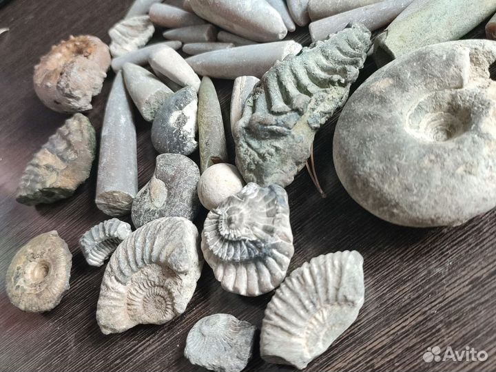 Окаменелости