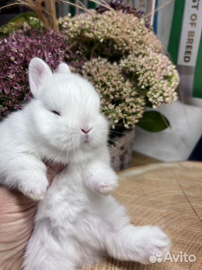 Чистопородные гермелины и минилопы