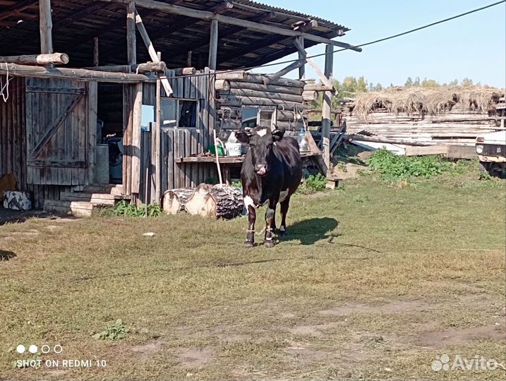 Продажа крс