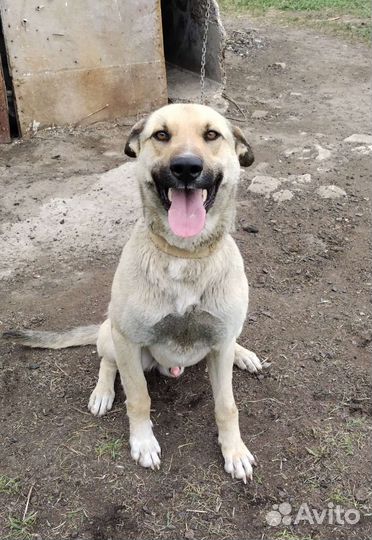 Степушка ищет дом