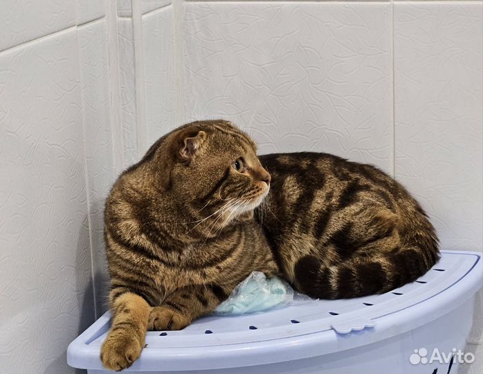 Шотландец на вязку