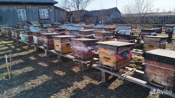 Пчелосемьи Среднерусские
