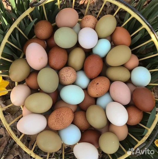 Куры с цветным яйцом