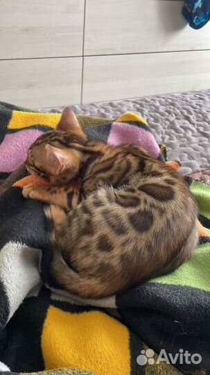 Бенгальский настоящий леопард в миниатюре