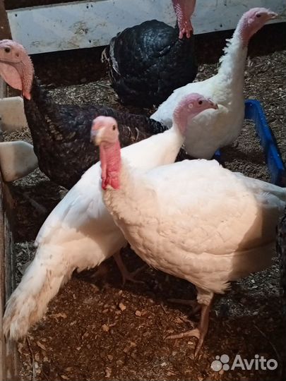 Индюшата подрощенные