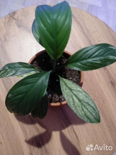 Спатифиллумы