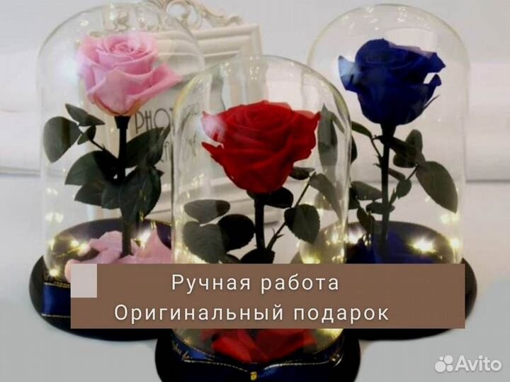 Роза в колбе. Живая