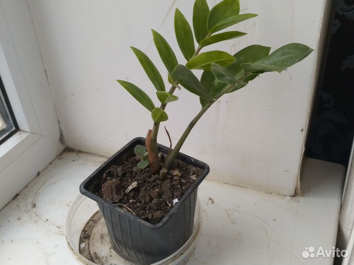 Замиокулькас на подарок