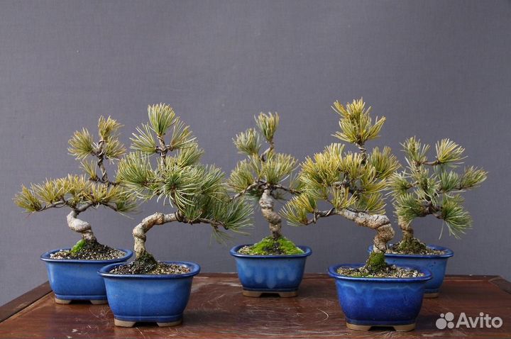 Семена Бонсай