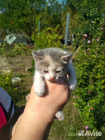 Котята