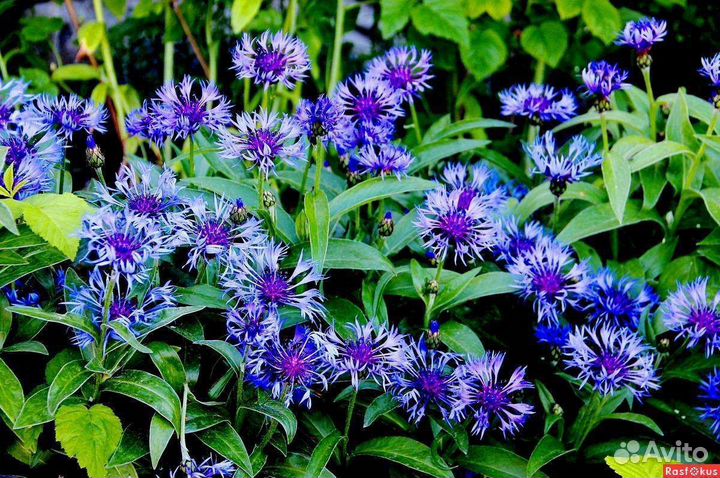 Многолетние цветы для сада 2