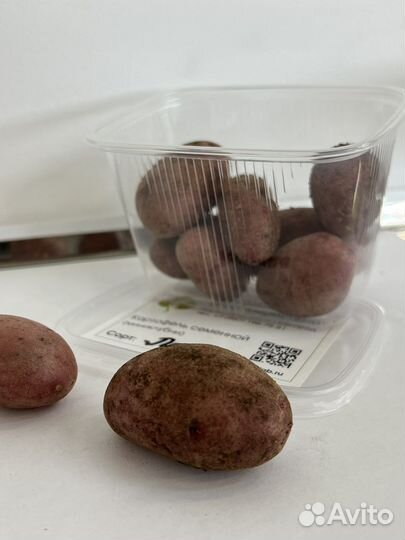 Мини-клубни «Легенда», семенной картофель