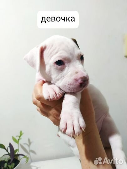 Щенки питбуля, остались девочки