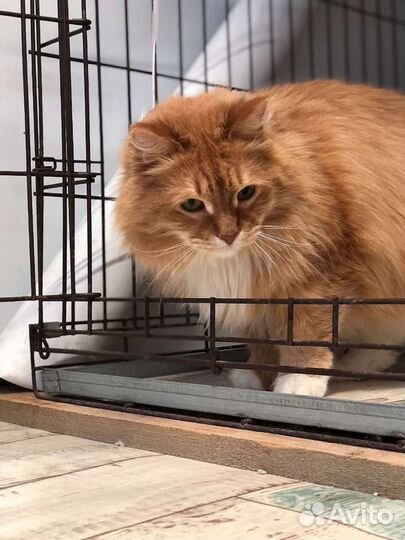 Кот Мэйсон
