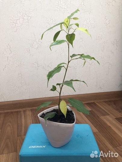 Фикус бенджамина