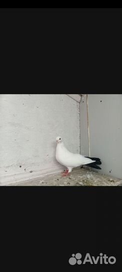 Голуби