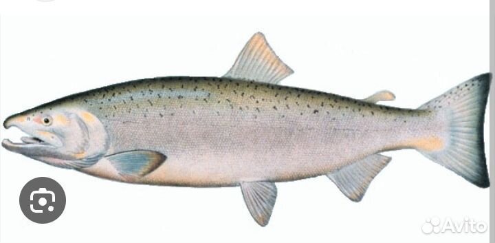 Атлантический лосось кета