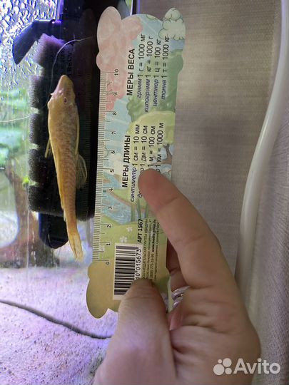 Сомик анциструс