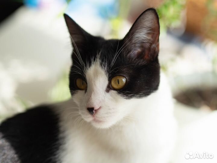 Кошка-подросток в добрые руки