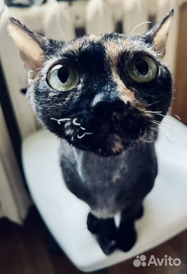 Кошка Канадского сфинкса