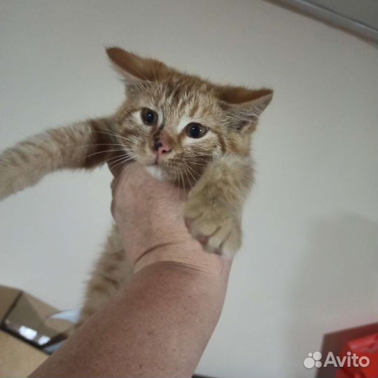 Котята мейн-кун метис