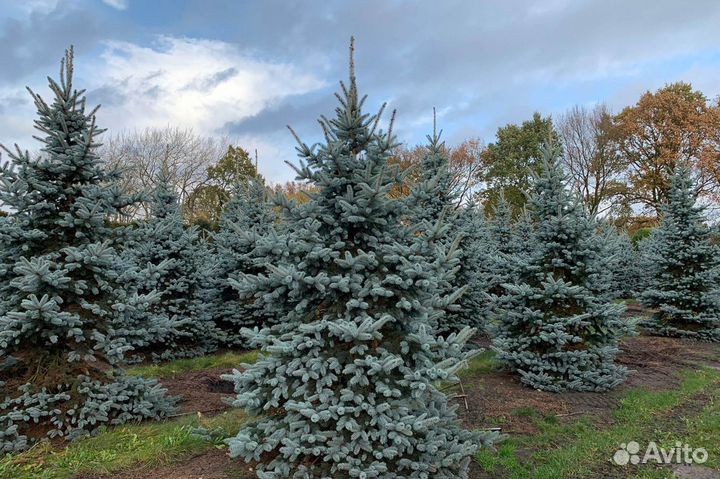 Ель голубая с доставкой