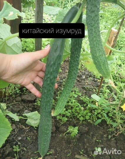 Рассада огурцов