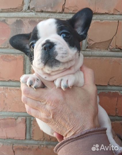 Хрюкалки и пукалки