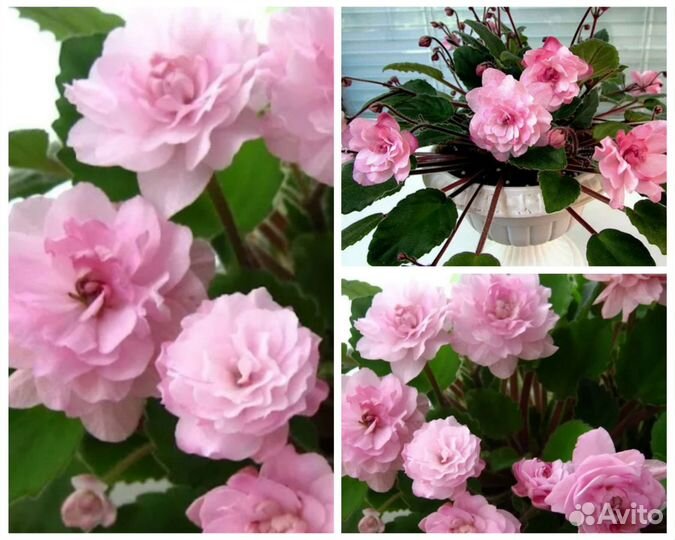 На любой вкус