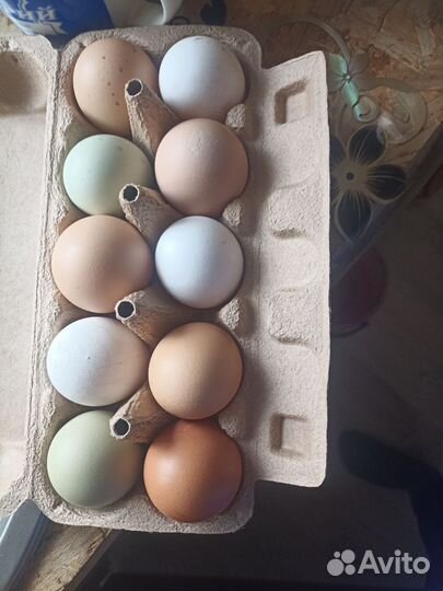 Домашние куриные яйца