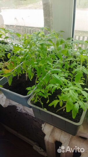 Рассада помидор,перец,цветы