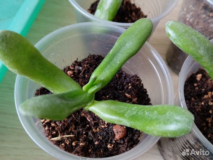 Толстянка хоббит