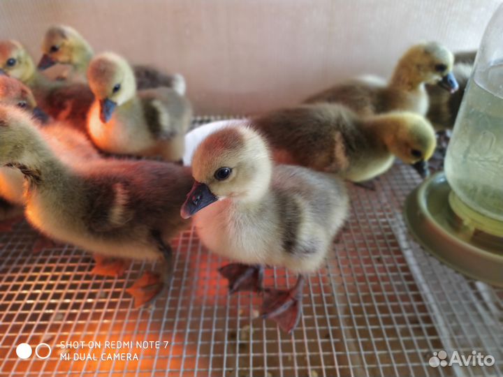 Гусята суточные