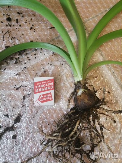 Гипеаструм