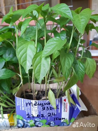 Рассада сладкого и горького перца