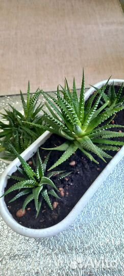 Хавортия полосатая